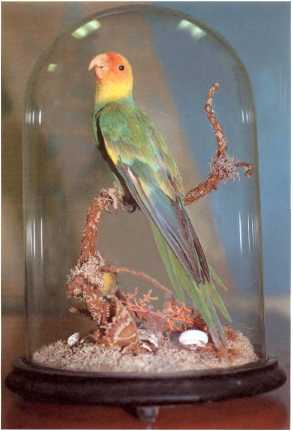 The Carolina Parakeet