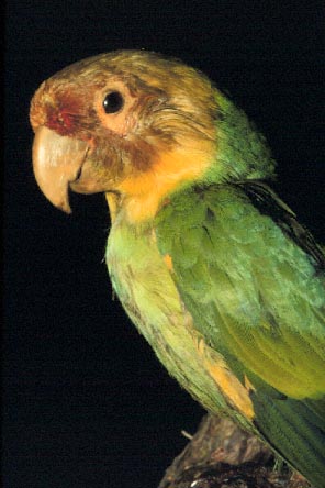 The Carolina Parakeet
