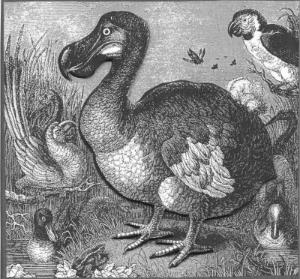Extinct Birds Discussion List