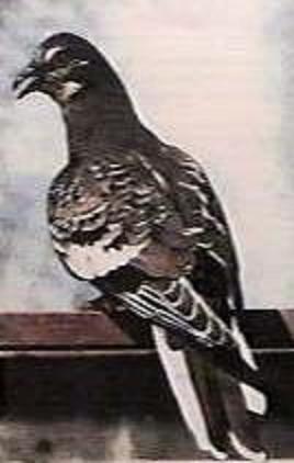 A view of the Passenger Pigeon's back-lgc