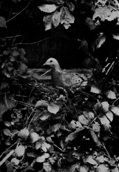 On her Nest...shhh, don't want to scare this one