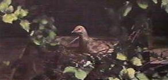A wideview of pigeon on nest.