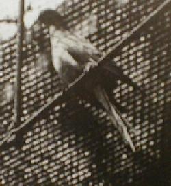 Martha in aviary