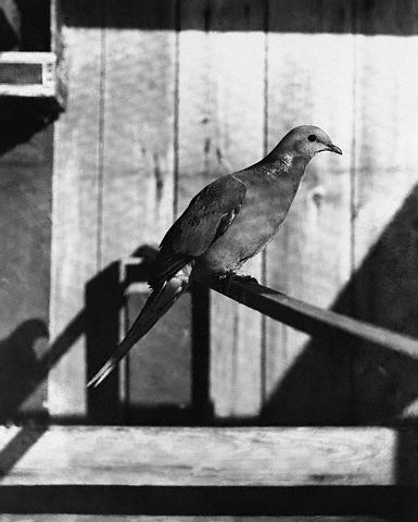 Another view of the last living male Passenger Pigeon