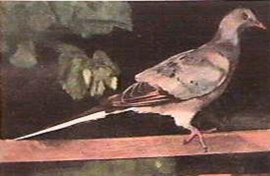 A perched Wild Pigeon