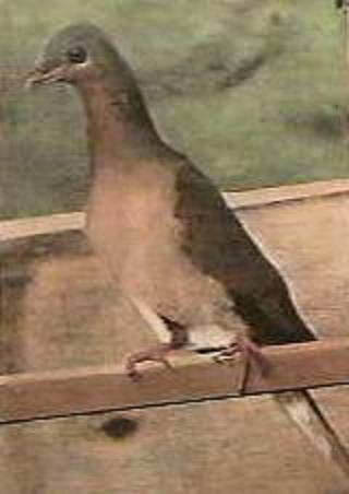 Another perched Pigeon
