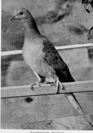 Another perched Pigeon