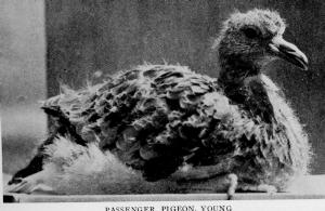 A rare view of a Passenger Pigeon squab