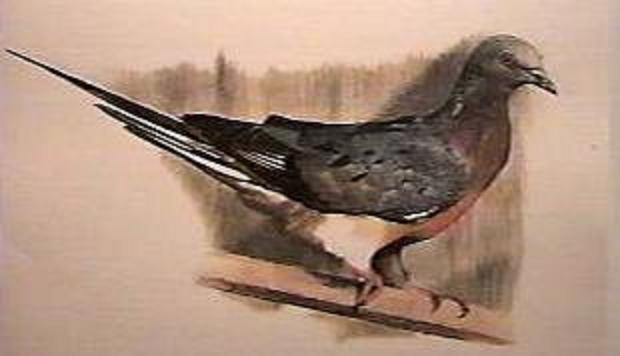 A Passenger Pigeon walking