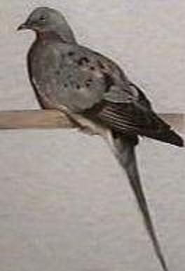 A young Passenger Pigeon