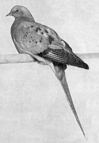 A young Passenger Pigeon