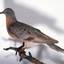 The Passenger Pigeon