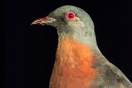 The Passenger Pigeon