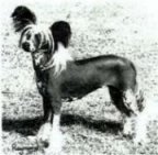 jazzyjane.jpg (7307 bytes)