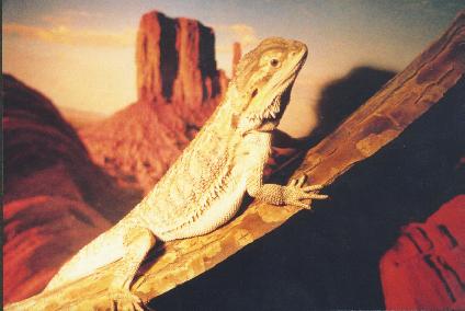 Lizzy, my female beardie