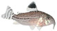 Striped Cory Catfish