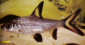 Bala Shark