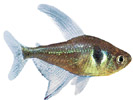 Black Phantom Tetra