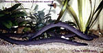Caecillian Worm- aka Rubber Eel