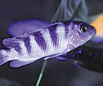 Cobalt Cichlid