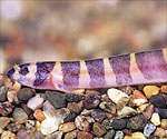 Dojo Loach- also called a weather fish because they are sensitive to changes in barometric pressure!