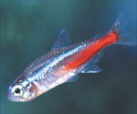 Neon Tetras