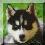 Click Here to visit the UKC Official Breed Standard for the Alaskan Klee Kai!