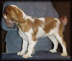 This is me at 4 mos old. Wasn't I a handsome pup?