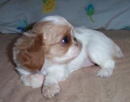 Is that not the cutest thing?