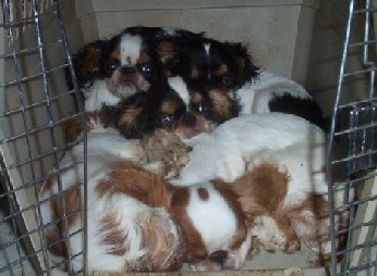 Nothing like a warm puddle-o-pups!