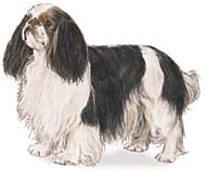 Click Here to Visit the AKC's Breed Standard for the English Toy Spaniel!