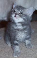 Didja know that I was the poster kitty for Nermal, the World's Cutest Kitten?