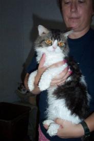 Hi! My name is Trouble, and I will conduct you to the Glamoury Cattery page!