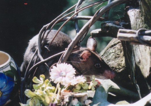 Matisse giant african pouched rat