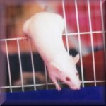 Lab Mice Pictures
