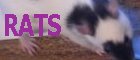 Ratties!!