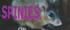 Egyptian Spiny mice website (my own)