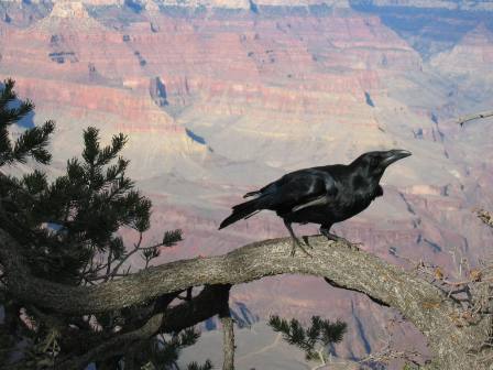 grandcanyon_sml.jpg(5410 bytes)