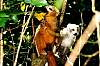 lemur picture