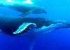 baleine8b.jpg