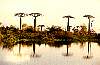 baobab6.gif