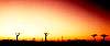baobab picture