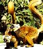 lemurien4.gif