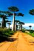 morondava.jpg
