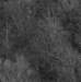 arthurgolackitalkingtrees_1_small.jpg