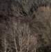 arthurgolackitalkingtrees_2_small.jpg
