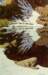 bevdoolittleseason_of_the_eagle_small.jpg