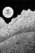 christybabrickthe_old_moon_small.jpg