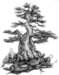 kelleyhensingsnarltree_small.jpg