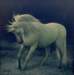 manricoorlandithe_unicorn_small.jpg